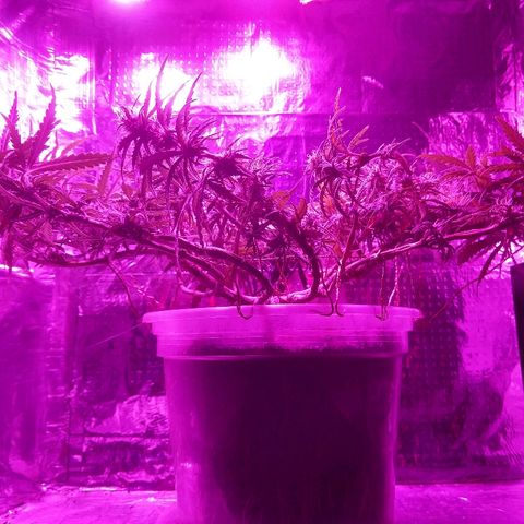 Prenseed #1 growlog timeline photo