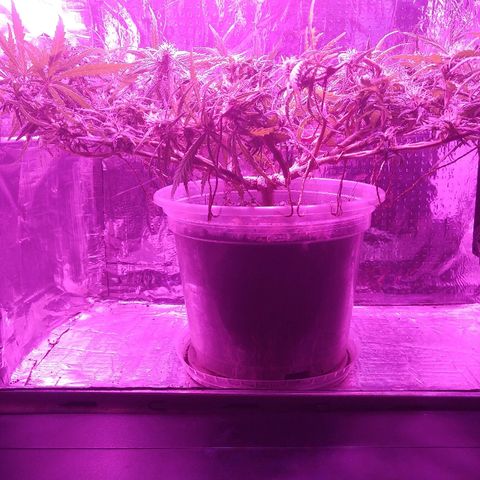 Prenseed #1 growlog timeline photo