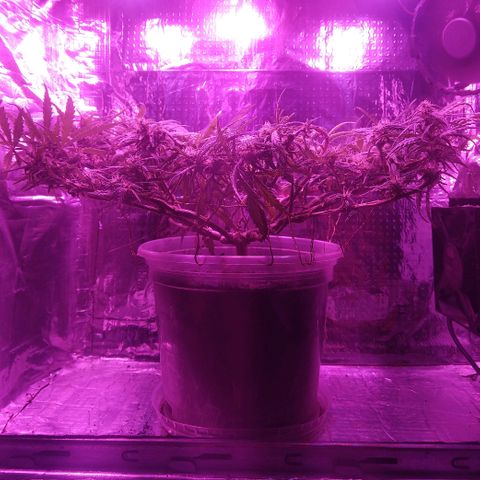 Prenseed #1 growlog timeline photo