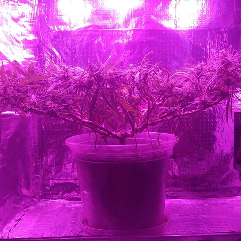 Prenseed #1 growlog timeline photo
