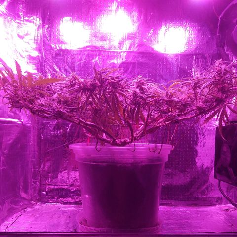 Prenseed #1 growlog timeline photo