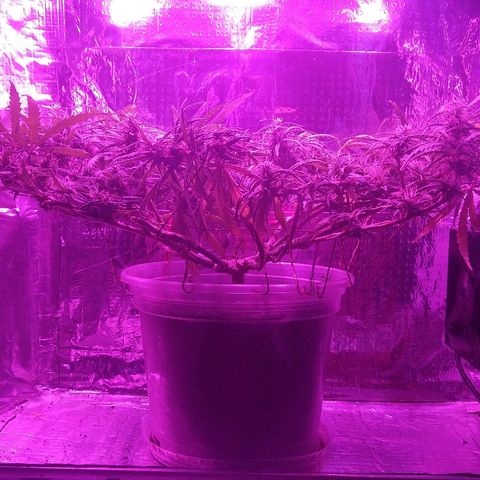 Prenseed #1 growlog timeline photo