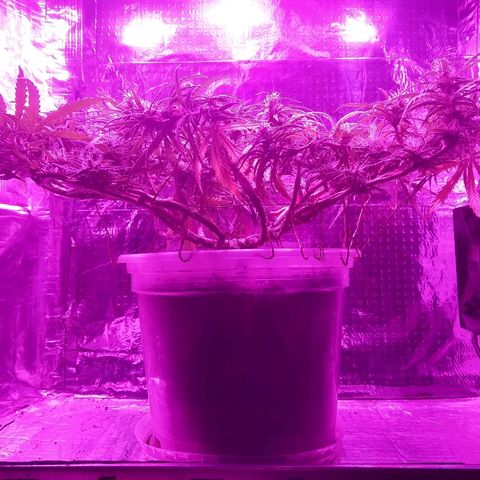 Prenseed #1 growlog timeline photo