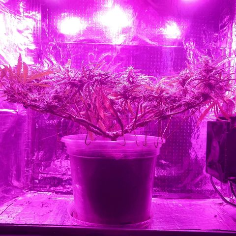 Prenseed #1 growlog timeline photo