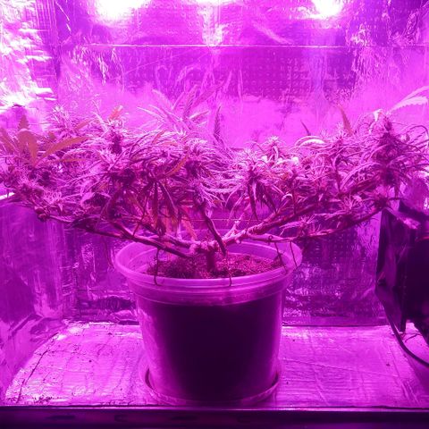 Prenseed #1 growlog timeline photo