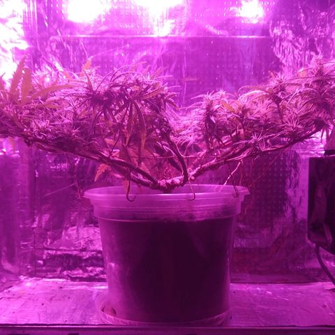 Prenseed #1 growlog timeline photo