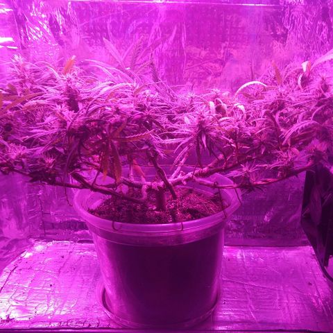 Prenseed #1 growlog timeline photo