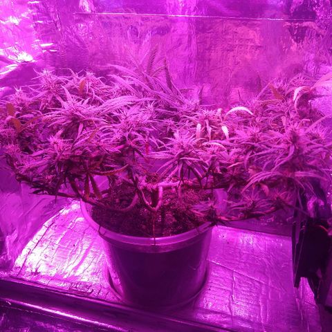 Prenseed #1 growlog timeline photo