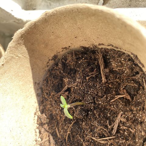 Special Queen #1 growlog timeline photo