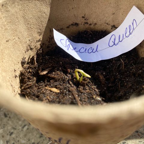 Special Queen #1 growlog timeline photo