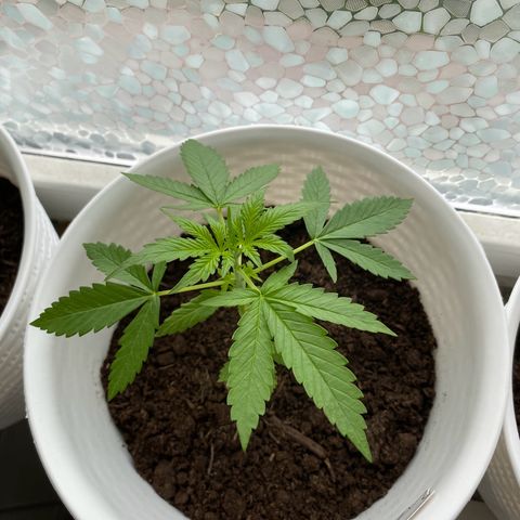 Special Queen #1 growlog timeline photo