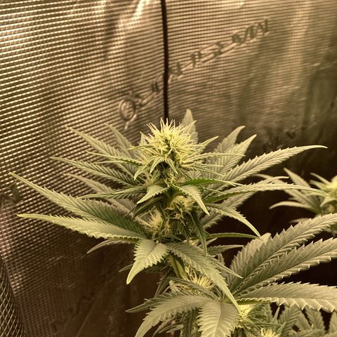 Skunk Hero RbX1 growlog photo: Fast onset flowers, already hardening up, hoping the mammoth p does it’s job mass doing and keeping the phosphorus flowing