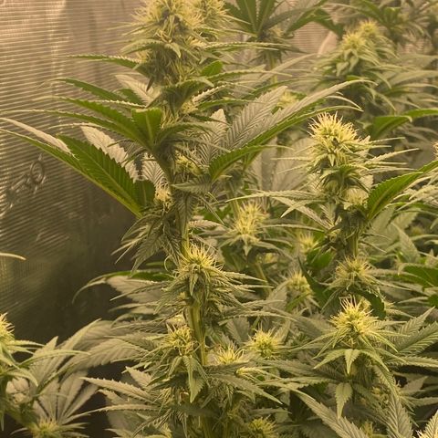 Skunk Hero RbX1 growlog timeline photo