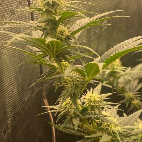 Skunk Hero RbX1 growlog timeline photo