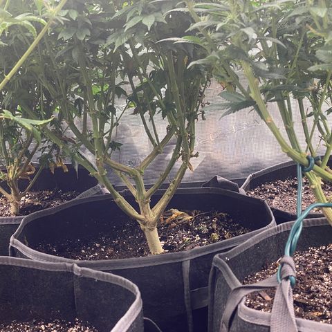 Skunk Hero RbX1 growlog timeline photo