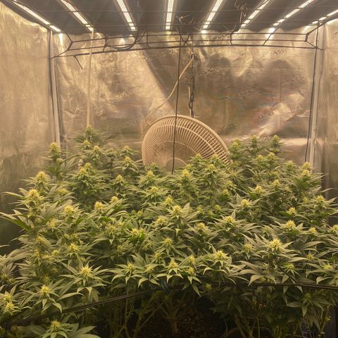 Skunk Hero RbX1 growlog timeline photo
