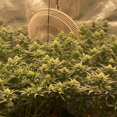 Skunk Hero RbX1 growlog timeline photo