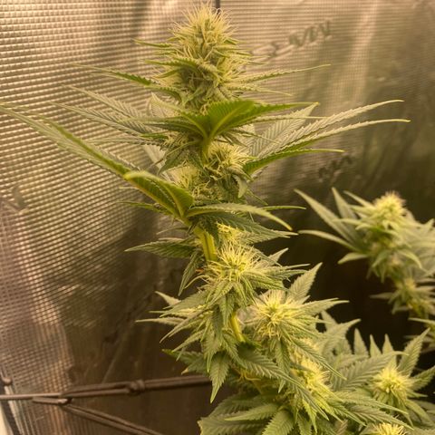 Skunk Hero RbX1 growlog photo: Flowers stacking