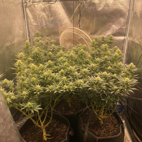 Skunk Hero RbX1 growlog photo: Flowers stacking