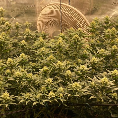Skunk Hero RbX1 growlog photo: Flowers stacking