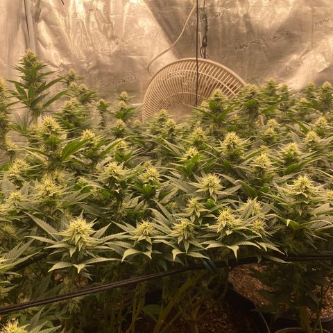 Skunk Hero RbX1 growlog timeline photo