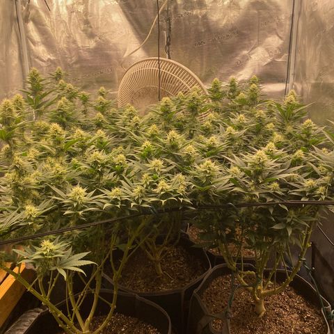Skunk Hero RbX1 growlog timeline photo