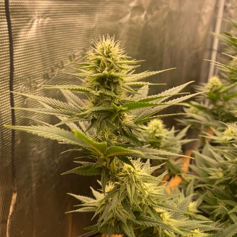 Skunk Hero RbX1 growlog timeline photo