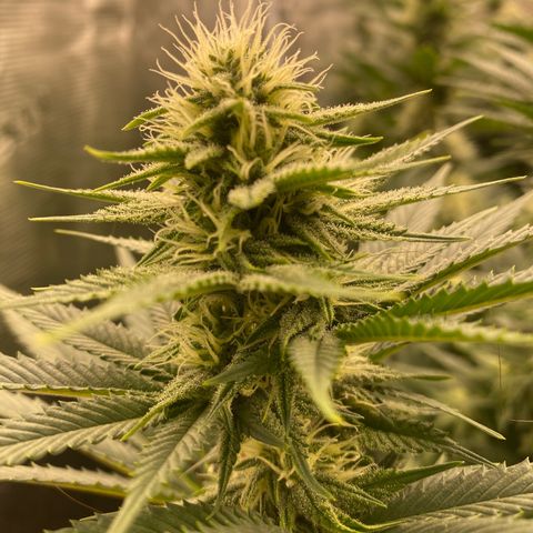 Skunk Hero RbX1 growlog timeline photo