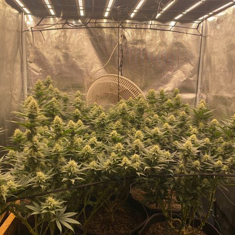 Skunk Hero RbX1 growlog timeline photo