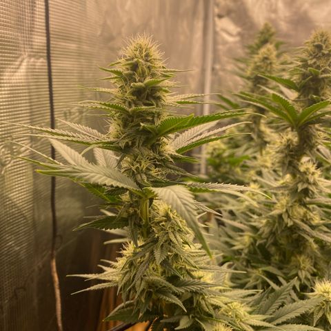 Skunk Hero RbX1 growlog timeline photo