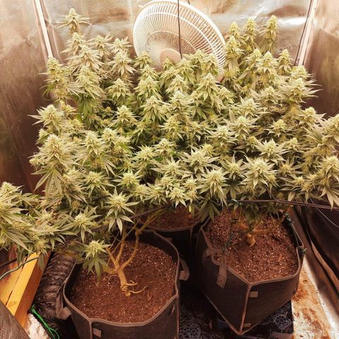 Skunk Hero RbX1 growlog timeline photo
