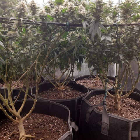 Skunk Hero RbX1 growlog timeline photo