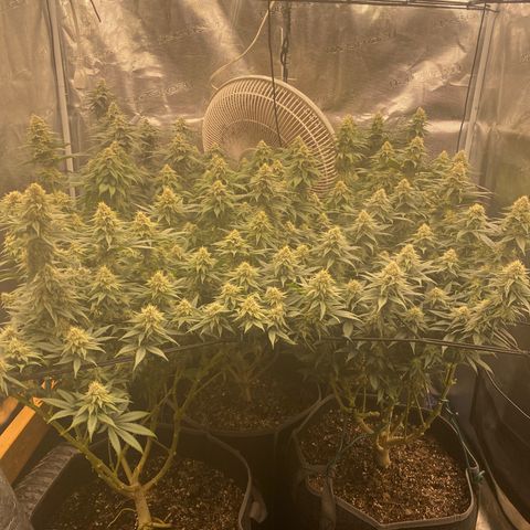 Skunk Hero RbX1 growlog timeline photo