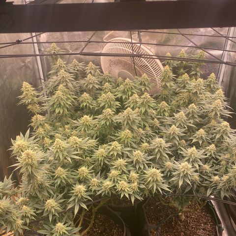 Skunk Hero RbX1 growlog timeline photo