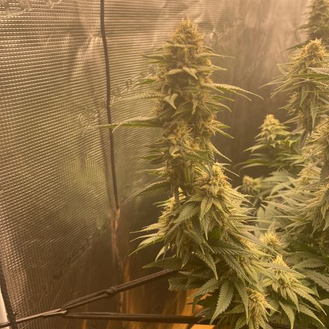 Skunk Hero RbX1 growlog timeline photo