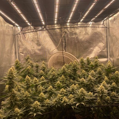 Skunk Hero RbX1 growlog timeline photo