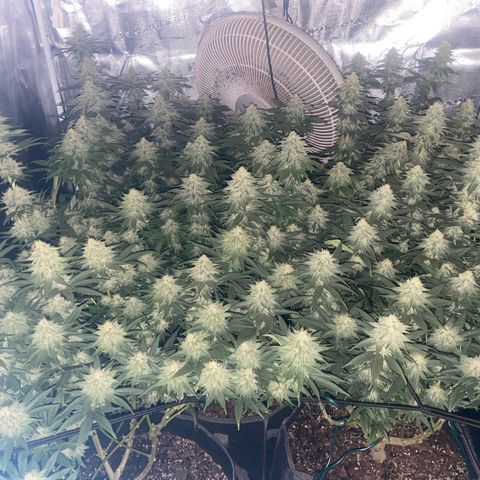 Skunk Hero RbX1 growlog timeline photo