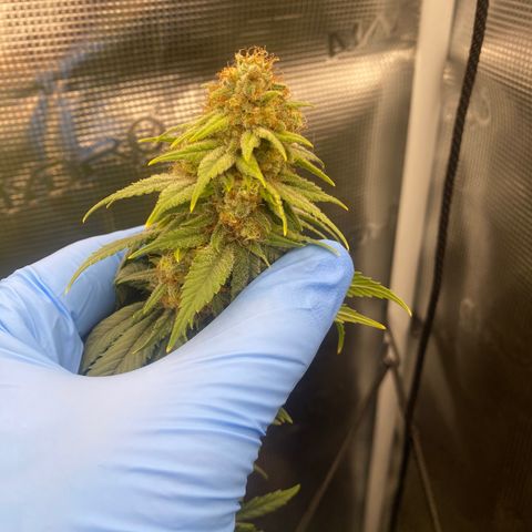 Skunk Hero RbX1 growlog timeline photo