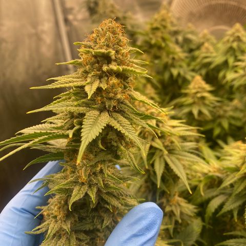 Skunk Hero RbX1 growlog timeline photo