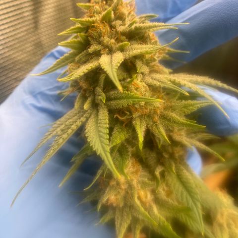 Skunk Hero RbX1 growlog timeline photo