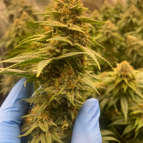 Skunk Hero RbX1 growlog timeline photo