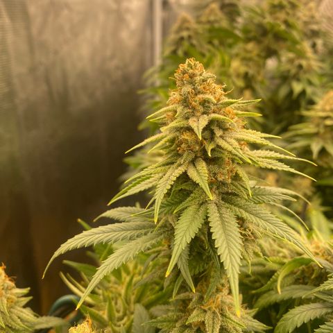 Skunk Hero RbX1 growlog timeline photo