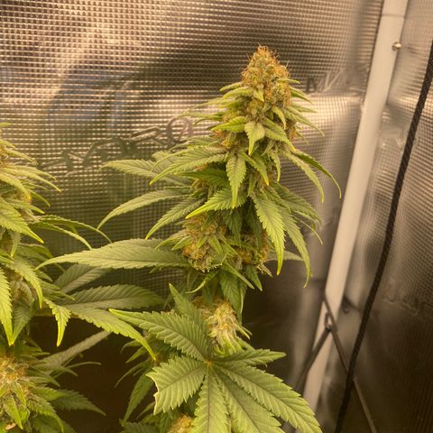 Skunk Hero RbX1 growlog timeline photo