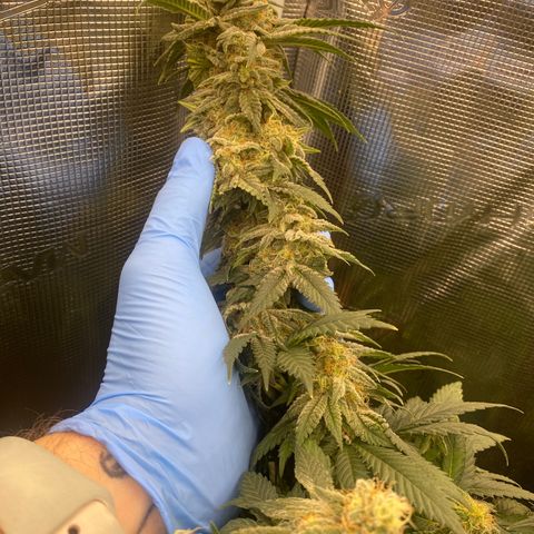 Skunk Hero RbX1 growlog timeline photo