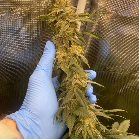 Skunk Hero RbX1 growlog timeline photo