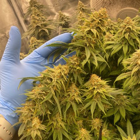 Skunk Hero RbX1 growlog timeline photo