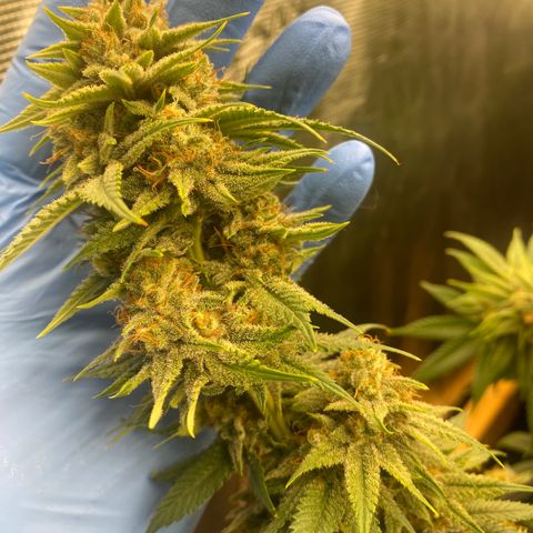 Skunk Hero RbX1 growlog timeline photo
