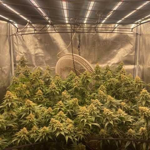 Skunk Hero RbX1 growlog timeline photo
