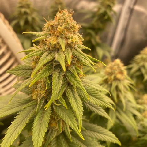 Skunk Hero RbX1 growlog timeline photo