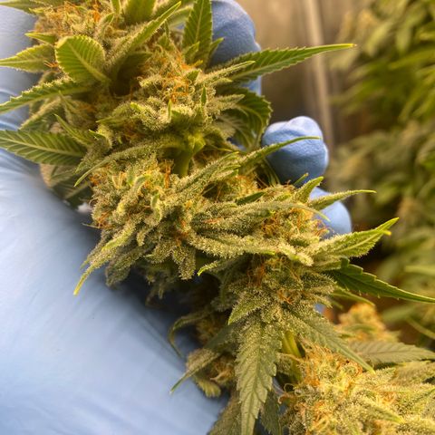 Skunk Hero RbX1 growlog timeline photo